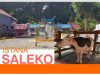 Mengenal Kerbau Milyaran di Istana Saleko Info Budaya Istana Saleko