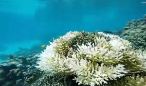 info budaya destinasi wisata pulau banyak pemandangan bawah lautnya (Image Youtube)