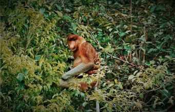 info budaya indonesia taman nasional tanjung puting, Bekantan salah satu spesisi di taman konservasi ini