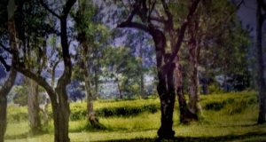 Info Budaya Indonesia Pohon teh yang tak dipetik dan dipercaya sebagai lahan perkebunan teh pertama di Malabar, Pangalengan, Jawa Barat