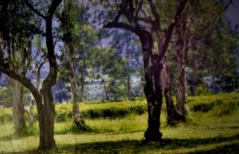 Info Budaya Indonesia Pohon teh yang tak dipetik dan dipercaya sebagai lahan perkebunan teh pertama di Malabar, Pangalengan, Jawa Barat