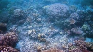 wisata indonesia di wisata bahari takabonerate (Image : Capture Youtube)